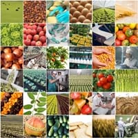 Guia de lectura. El consum de proximitat i de temporada: una alimentació responsable