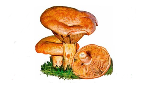 Guia de identificació i de gastronomia de bolets