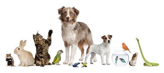 I avui, qui treu el gos a passejar? Família i animals de companyia