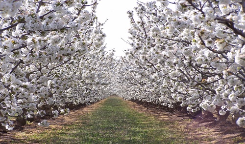 Ruta dels cirerers florits