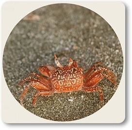 Els crancs de Mar a l'ílla de Gorgona