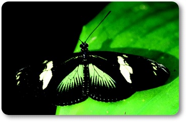 La casa de les papallones