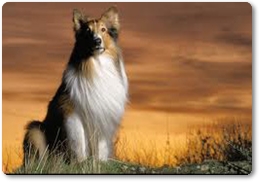 Lassie