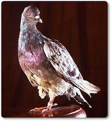 Cher Ami, un colom missatger