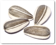 Les llavors del gira-sol