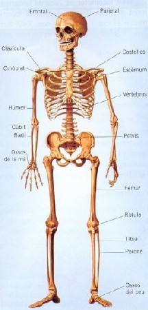 Esquelet